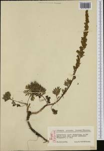 Artemisia oelandica (Besser) Kom., Западная Европа (EUR) (Швеция)