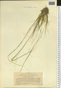 Ковыль Крылова Roshev., Сибирь, Западный (Казахстанский) Алтай (S2a) (Казахстан)
