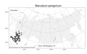 Marrubium peregrinum, Шандра чужеземная L., Атлас флоры России (FLORUS) (Россия)