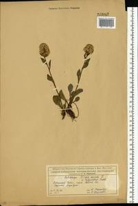 Solidago virgaurea subsp. minuta (L.) Arcang., Восточная Европа, Северный район (E1) (Россия)