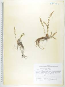 Вудсия головатая, Вудсия гладковатая R.Br., Сибирь, Дальний Восток (S6) (Россия)