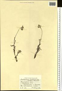 Эдельвейс эдельвейсовидный (Willd.) Beauverd, Сибирь, Дальний Восток (S6) (Россия)