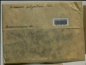 Dicranum polysetum Sw., Гербарий мохообразных, Мхи - Архангельская и Вологодская области, Коми, Ненецкий АО (B7) (Россия)