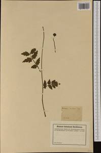 Papaver cambricum L., Западная Европа (EUR) (Франция)