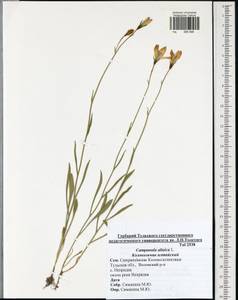 Campanula stevenii subsp. altaica (Ledeb.) Fed., Восточная Европа, Центральный район (E4) (Россия)