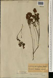 Erica corifolia var. erectiuscula (J. C. Wendl.) Dulfer, Африка (AFR) (ЮАР)