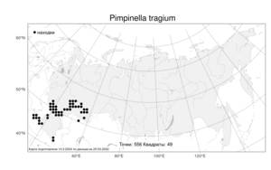 Pimpinella tragium, Бедренец известколюбивый Vill., Атлас флоры России (FLORUS) (Россия)