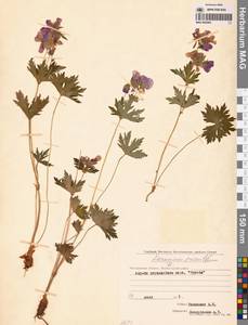 Герань волосистоцветковая DC., Сибирь, Чукотка и Камчатка (S7) (Россия)