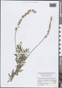 Эспарцет песчаный, Восточная Европа, Средневолжский район (E8) (Россия)