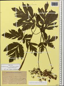 Selinum physospermifolium (Albov) Hand, Кавказ, Краснодарский край и Адыгея (K1a) (Россия)