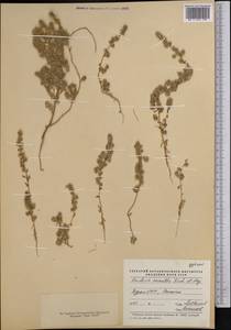 Bassia eriophora (Steph. ex M. Bieb.) Kuntze, Средняя Азия и Казахстан, Каракумы (M6) (Туркмения)