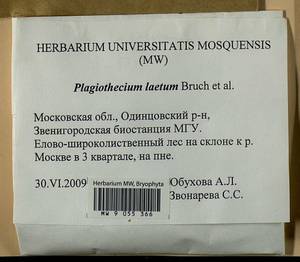 Plagiothecium laetum Schimp., Гербарий мохообразных, Мхи - Москва и Московская область (B6a) (Россия)