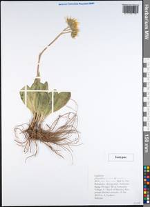 Ligularia philanthrax Lazkov & Sennikov, Средняя Азия и Казахстан, Памир и Памиро-Алай (M2) (Киргизия)