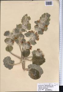 Phlomoides sogdiana (Pazij & Vved.) Salmaki, Средняя Азия и Казахстан, Памир и Памиро-Алай (M2) (Узбекистан)