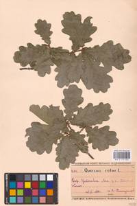 Дуб черешчатый, Дуб обыкновенный L., Восточная Европа, Средневолжский район (E8) (Россия)