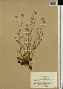 Незабудка лесная Ehrh. ex Hoffm., Восточная Европа, Московская область и Москва (E4a) (Россия)