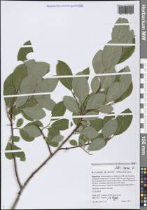 Ива козья L., Сибирь, Прибайкалье и Забайкалье (S4) (Россия)