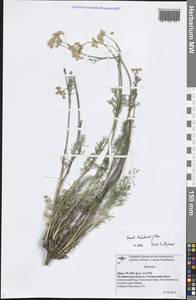 Конский фенхель Ледебура (G.Don) J.H.Xue, Chepinoga & K.P.Ma, Восточная Европа, Восточный район (E10) (Россия)