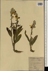 Verbascum oreophilum K. Koch, Зарубежная Азия (ASIA) (Ирак)