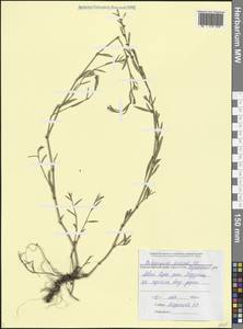 Спорыш Белларди, Горец Белларди All., Кавказ, Черноморское побережье (от Новороссийска до Адлера) (K3) (Россия)