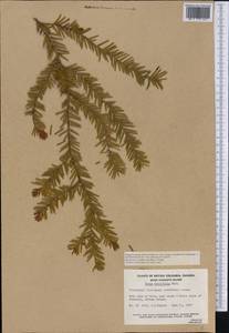Taxus brevifolia Nutt., Америка (AMER) (Канада)