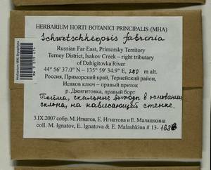 Schwetschkeopsis fabronia (Schwägr.) Broth., Гербарий мохообразных, Мхи - Дальний Восток (без Чукотки и Камчатки) (B20) (Россия)