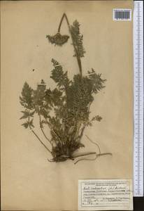 Жабрица скученная (L.) Rchb.fil., Сибирь, Западный (Казахстанский) Алтай (S2a) (Казахстан)