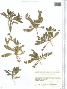 Brassicaceae, Средняя Азия и Казахстан, Прикаспийский Устюрт и Северное Приаралье (M8) (Казахстан)