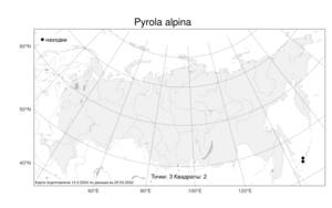 Pyrola alpina, Грушанка альпийская Andres, Атлас флоры России (FLORUS) (Россия)