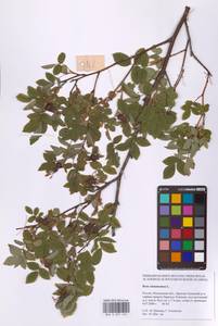 Шиповник майский Herrm., Восточная Европа, Московская область и Москва (E4a) (Россия)