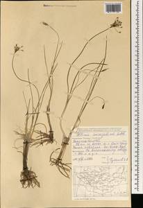 Лук неравнолучевой Ledeb., Монголия (MONG) (Монголия)