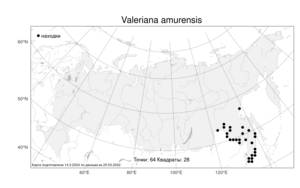 Valeriana amurensis, Валериана амурская P. A. Smirn. ex Kom., Атлас флоры России (FLORUS) (Россия)