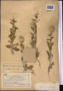 Echinops knorringianus Iljin, Средняя Азия и Казахстан, Сырдарьинские пустыни и Кызылкумы (M7) (Узбекистан)