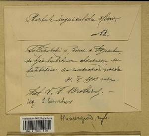Barbula unguiculata Hedw., Гербарий мохообразных, Мхи - Центральное Нечерноземье (B6) (Россия)