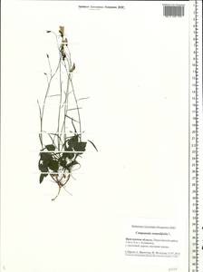 Колокольчик круглолистный L., Восточная Европа, Центральный лесной район (E5) (Россия)