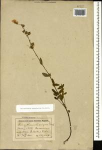 Солнцецвет монетолистный (L.) Mill., Кавказ, Азербайджан (K6) (Азербайджан)