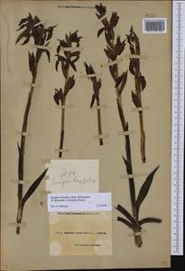 Serapias orientalis subsp. orientalis, Кавказ, Черноморское побережье (от Новороссийска до Адлера) (K3) (Россия)