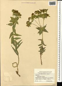 Euphorbia heteradena Jaub. & Spach, Кавказ, Армения (K5) (Армения)