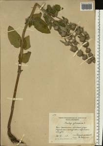 Чистец германский L., Восточная Европа, Молдавия (E13a) (Молдавия)