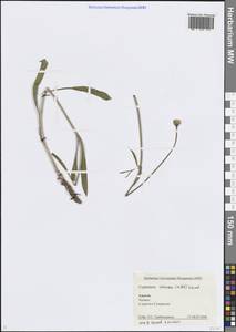 Головчатка кожистая (Willd.) Roem. & Schult. ex Steud., Кавказ, Краснодарский край и Адыгея (K1a) (Россия)