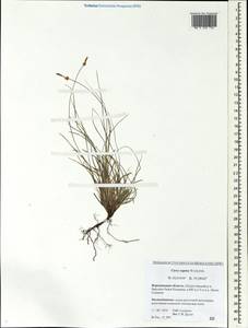 Осока приземистая Willd. ex Wahlenb., Восточная Европа, Центральный лесостепной район (E6) (Россия)
