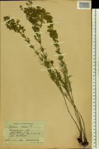 Подмаренник настоящий L., Восточная Европа, Северо-Украинский район (E11) (Украина)