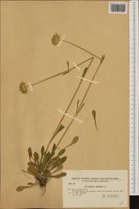 Saponaria bellidifolia Sm., Западная Европа (EUR) (Болгария)