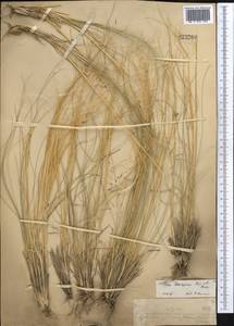 Ковыль Лессинга Trin. & Rupr., Средняя Азия и Казахстан, Муюнкумы, Прибалхашье и Бетпак-Дала (M9) (Казахстан)