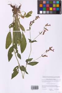 Silene dioica subsp. dioica, Восточная Европа, Московская область и Москва (E4a) (Россия)