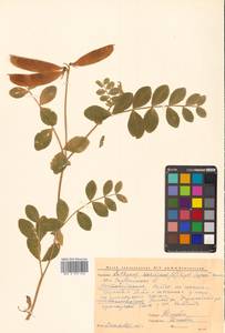 Lathyrus japonicus var. maritimus (L.) J.T.Kartesz & Gandhi, Сибирь, Чукотка и Камчатка (S7) (Россия)