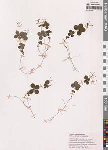 Подмаренник камчатский Steller ex Schult. & Schult.fil., Сибирь, Дальний Восток (S6) (Россия)