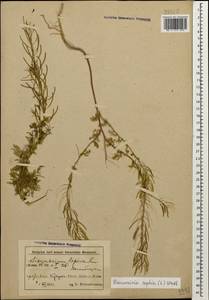 Дескурения Софии (L.) Webb ex Prantl, Кавказ, Азербайджан (K6) (Азербайджан)