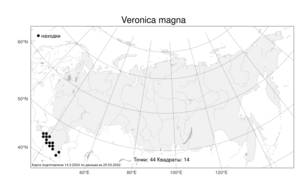 Veronica magna, Вероника крупная M. A. Fisch., Атлас флоры России (FLORUS) (Россия)