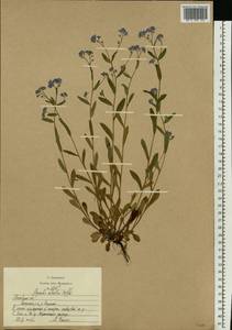 Незабудка лесная Ehrh. ex Hoffm., Восточная Европа, Московская область и Москва (E4a) (Россия)